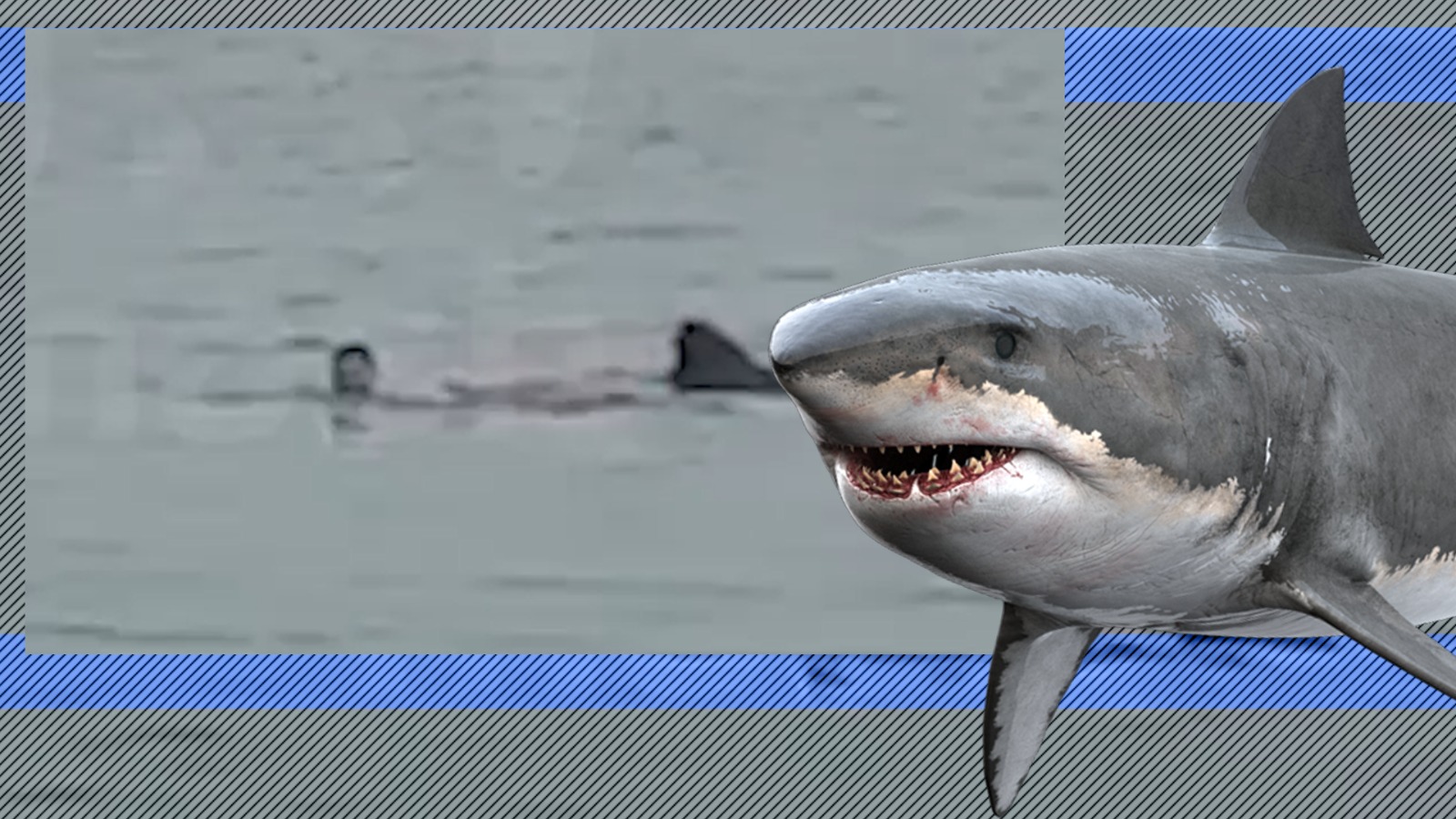 Tânăr rus mâncat de rechin sub privirile ale tatălui și iubitei sale