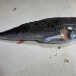 Pește veninos descoperit în Marea Adriatică. Specialiștii avertizează că înțepătura poate fi periculoasă • Newsweek România