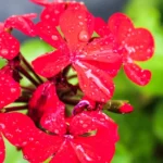 Cele mai rapide flori din lume. Sunt ideale pentru curte și terasă, aspect frumos și foarte rezistente • Newsweek România