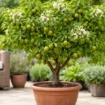 au fructe zemoase și țin pe balcon • Newsweek România