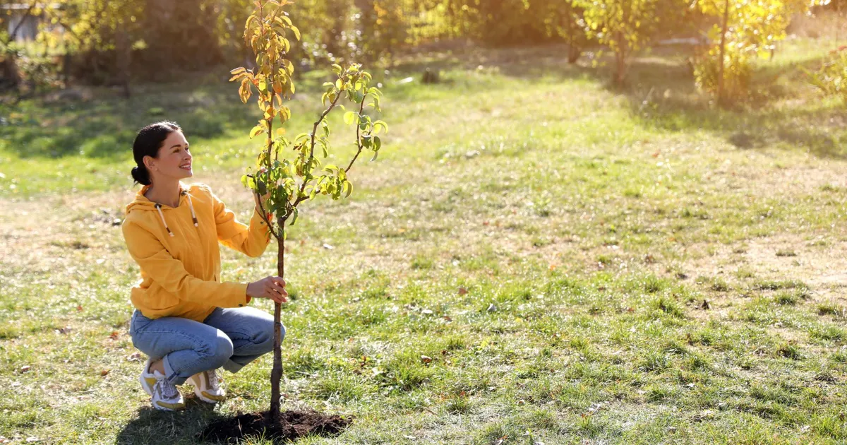 Ce copaci să plantezi în curtea casei conform Feng Shui. Plantele vor atrage bani și fericire în casa ta • Newsweek România