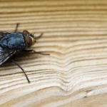 Fă o capcană de muște din lucruri pe care le ai deja acasă. Cu bani puțini poți scăpa de insecte • Newsweek România