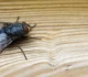 Fă o capcană de muște din lucruri pe care le ai deja acasă. Cu bani puțini poți scăpa de insecte • Newsweek România