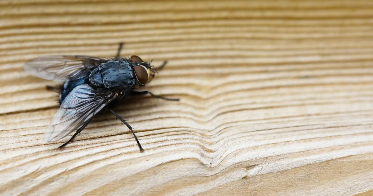 Fă o capcană de muște din lucruri pe care le ai deja acasă. Cu bani puțini poți scăpa de insecte • Newsweek România