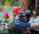 Ai grijă cum uzi trandafirii. O singură greșeală în căldura verii îi poate distruge în câteva zile • Newsweek România