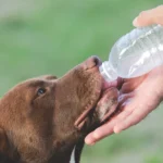 Capcanele caniculei. Cum să recunoști insolația la animalele de companie? Semnele care să te pună în alertă • Newsweek România