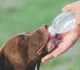 Capcanele caniculei. Cum să recunoști insolația la animalele de companie? Semnele care să te pună în alertă • Newsweek România