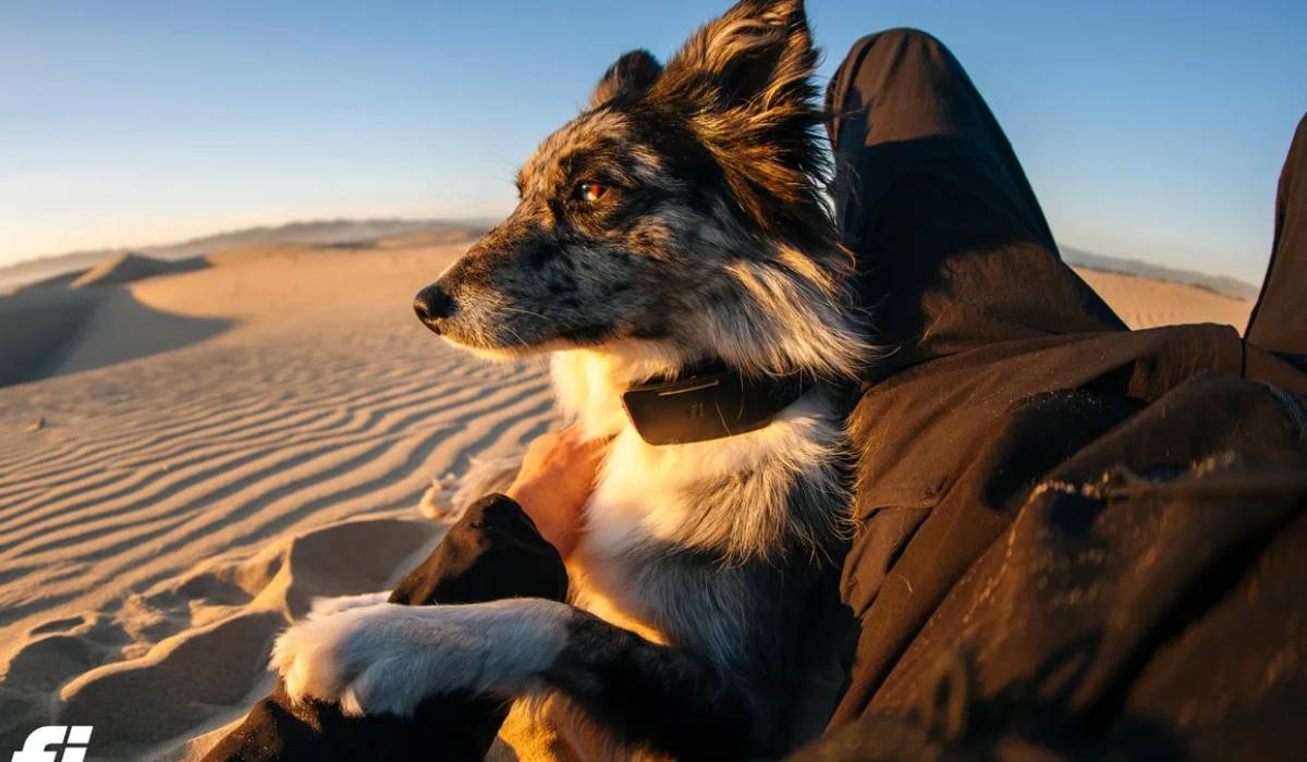 Zgarda GPS cu conexiune Starlink se asigură că animalul tău nu se va mai pierde niciodată