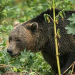 Amplă acțiune de vânătoare în zona unde o tânără a fost scoasă din cort și ucisă de un urs. 12 au fost uciși • Newsweek România