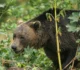 Amplă acțiune de vânătoare în zona unde o tânără a fost scoasă din cort și ucisă de un urs. 12 au fost uciși • Newsweek România
