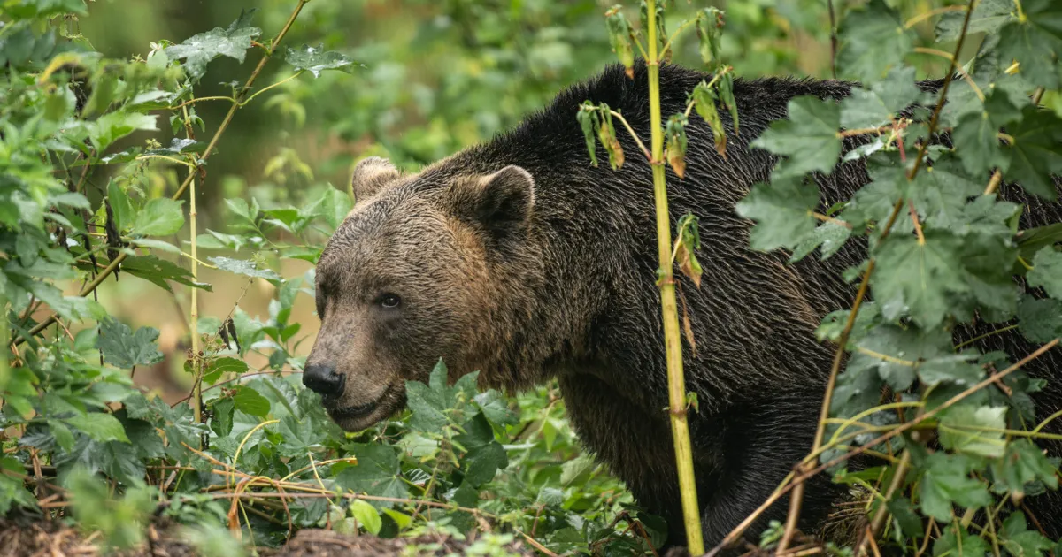 Amplă acțiune de vânătoare în zona unde o tânără a fost scoasă din cort și ucisă de un urs. 12 au fost uciși • Newsweek România