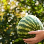 Când să opriți udarea pepenilor verzi. Secretul unei recolte dulci și gustoase • Newsweek România