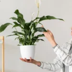o listă de plante pentru o cameră fără ferestre • Newsweek România