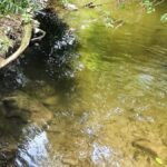 trăiește doar în România, dar pericolul din râul Vâlsan este uriaș
