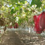 Fructul de 20 de kilograme cultivat în Buzău care poate sta un an în cămară. Românii încep să-i comande semințele
