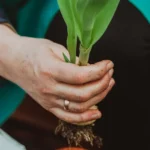 Unde este cel mai bun loc pentru a planta lalele toamna? Acestea vor încolți repede la primăvară • Newsweek România