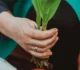 Unde este cel mai bun loc pentru a planta lalele toamna? Acestea vor încolți repede la primăvară • Newsweek România