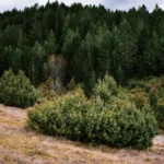 Cea mai misterioasă pădure din Europa este aproape de România. Nu poți intra fără escortă • Newsweek România