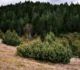 Cea mai misterioasă pădure din Europa este aproape de România. Nu poți intra fără escortă • Newsweek România