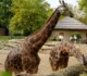 În ce oraș a apărut prima grădină zoologică din România? Primul adăpost „pentru sălbăticiuni”, creat în 1584 • Newsweek România
