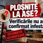 Val de informații neverificate despre presupusele ploșnițe de la ASE, amplificat pe TikTok • Newsweek România