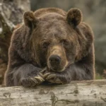 „Relocarea animalelor obișnuite cu oamenii nu e o soluție viabilă” • Newsweek România