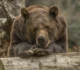 „Relocarea animalelor obișnuite cu oamenii nu e o soluție viabilă” • Newsweek România