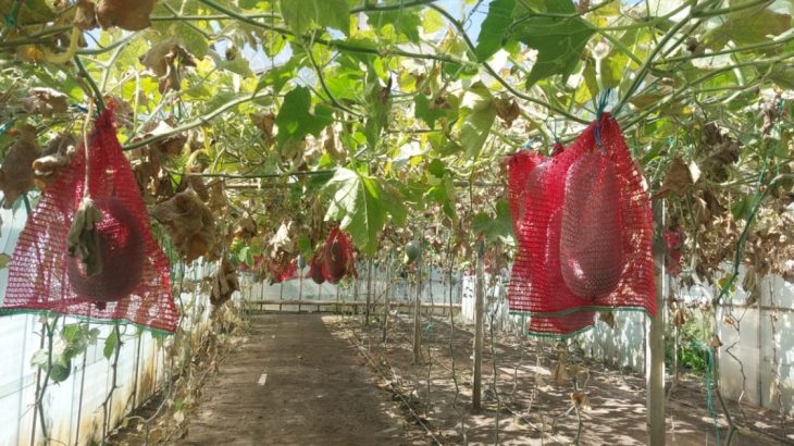 Fructul de 20 de kilograme cultivat în Buzău care poate sta un an în cămară. Românii încep să-i comande semințele