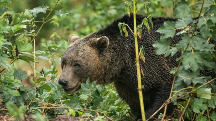 Amplă acțiune de vânătoare în zona unde o tânără a fost scoasă din cort și ucisă de un urs. 12 au fost uciși • Newsweek România